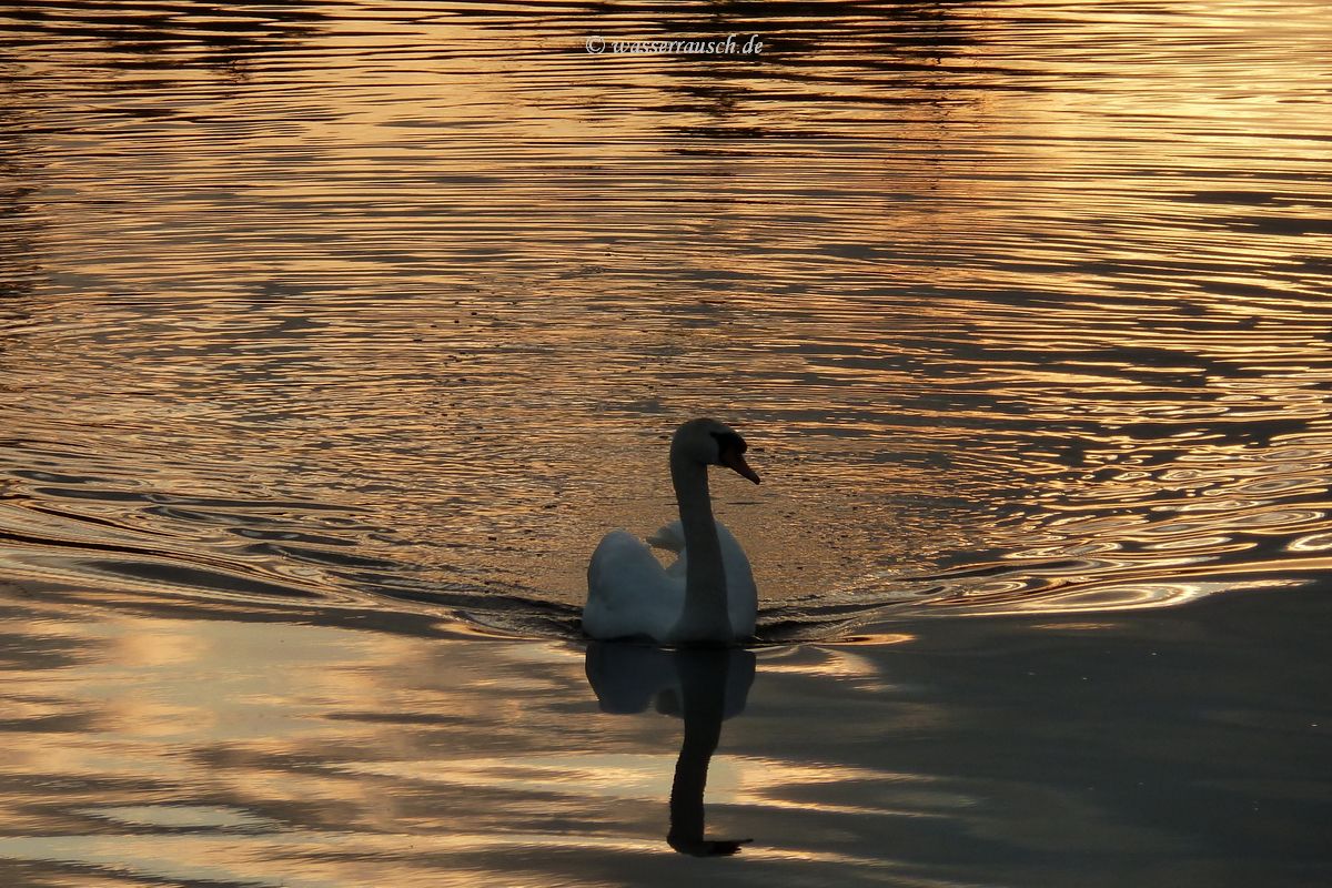 Swan on golden water