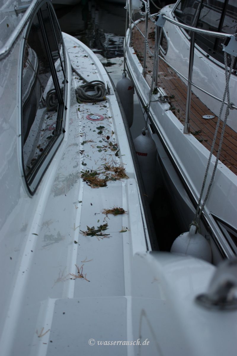 Leafs and needles on boats
