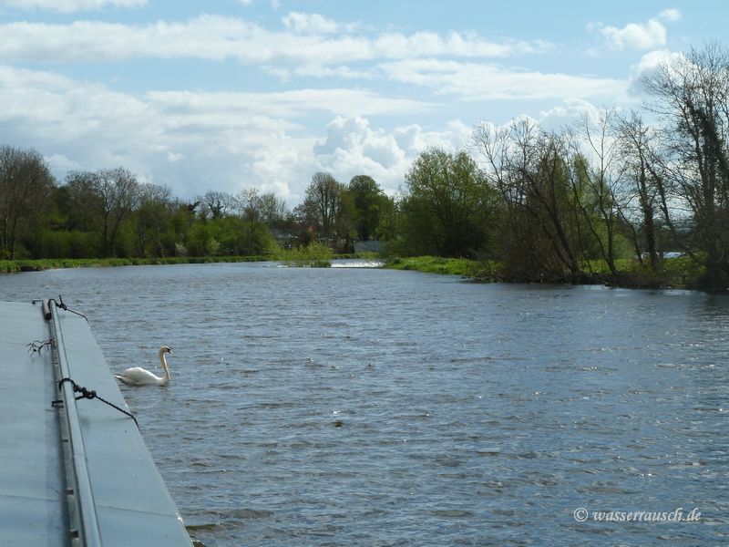 Swan at Fenniscourt weir
