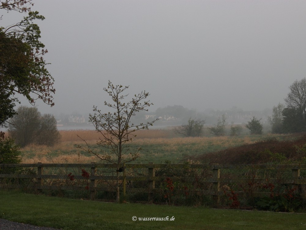 Morning fog Tarmonberry