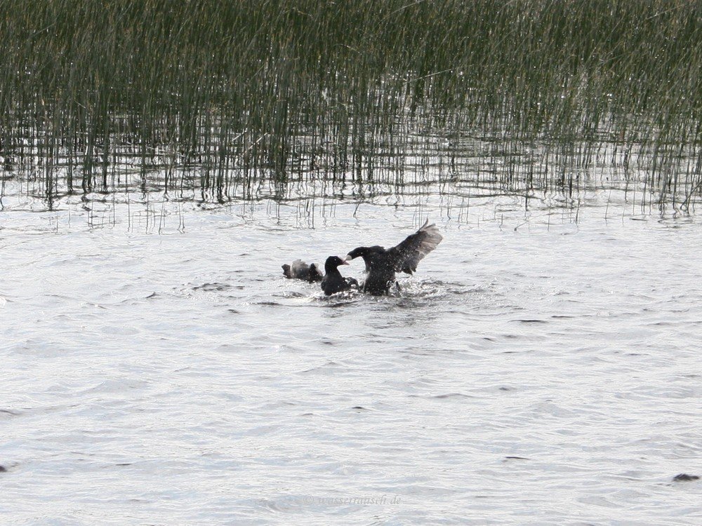 Coot fight