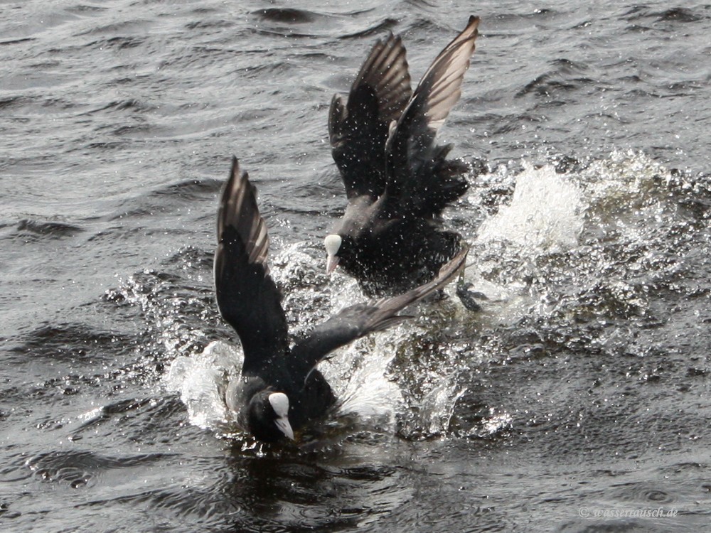Coot fight