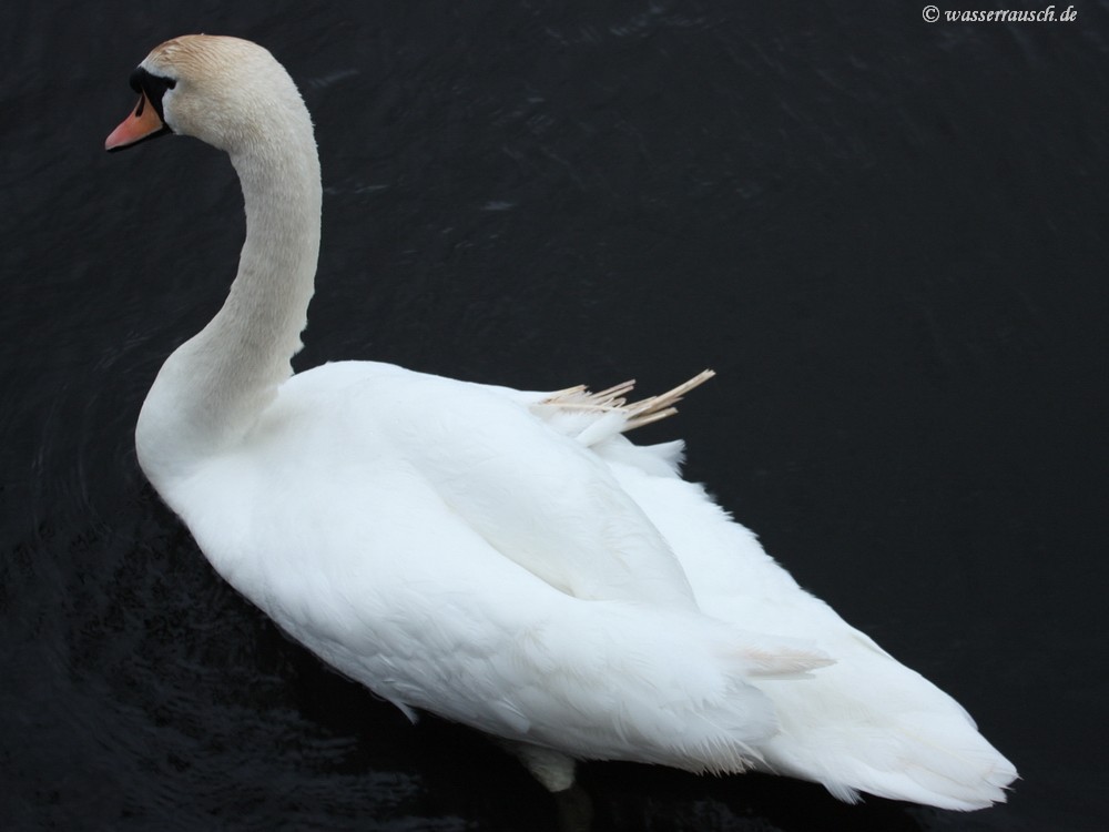 Swan with slipped wing