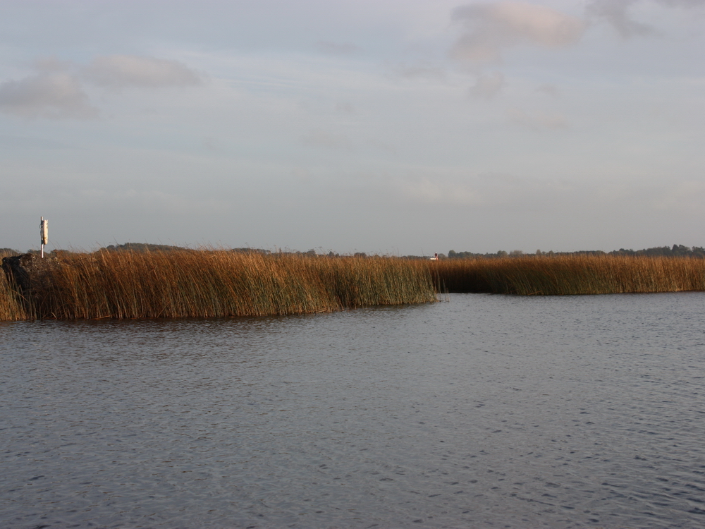 Autumnal reeds