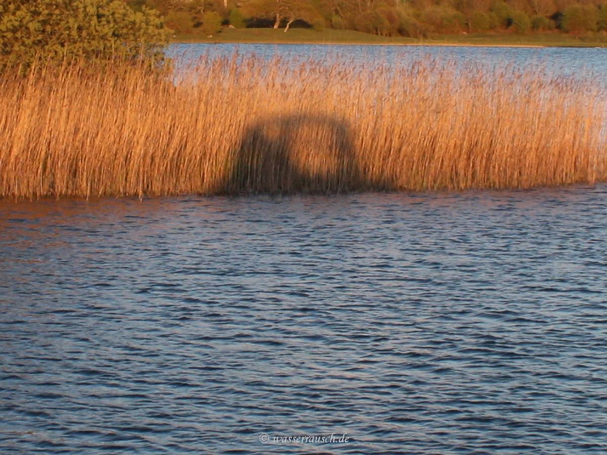 Boat shadow in the reeds