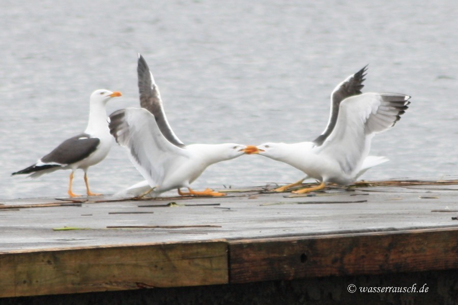 Common Gulls 