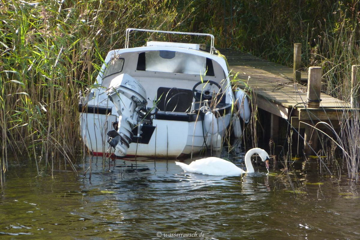 Boat and swan