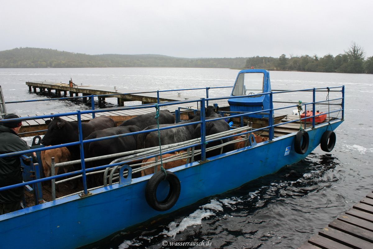 Cattle ferry of RSPB